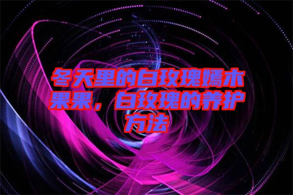 冬天里的白玫瑰嫣木果果,白玫瑰的養(yǎng)護(hù)方法