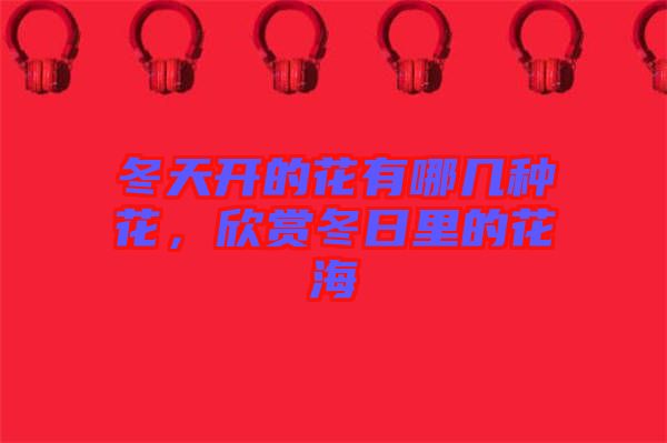 冬天開的花有哪幾種花,欣賞冬日里的花海