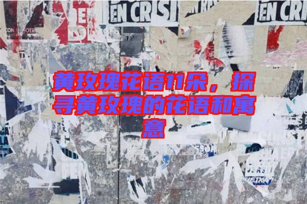 黃玫瑰花語11朵,探尋黃玫瑰的花語和寓意