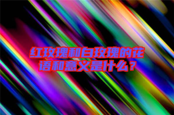 紅玫瑰和白玫瑰的花語和意義是什么?