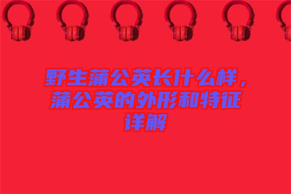 野生蒲公英長什么樣，蒲公英的外形和特征詳解